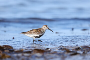 Dunlin in breeding plumage