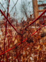 fallen leaves