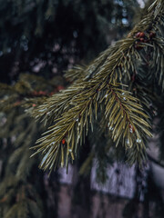 beautiful fir tree large