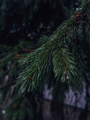 large image of rose on the branch