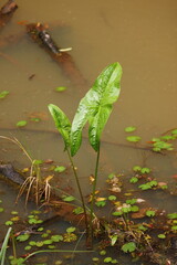Plants growing out of a tropical river