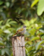 black-striped sparrow