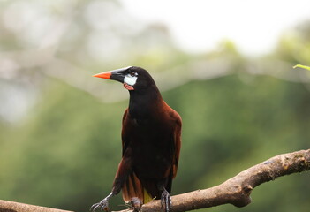 Montezuma oropendola