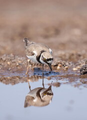Little ringed plover