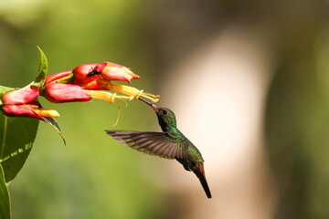 Rufous-tailed hummingbird