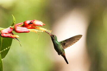 Rufous-tailed hummingbird