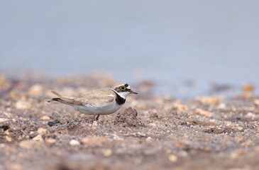 Little ringed plover