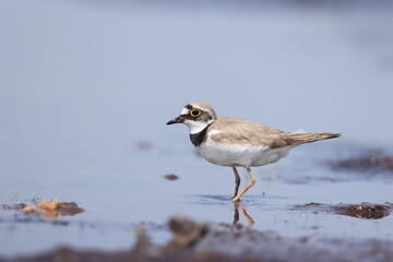 Little ringed plover