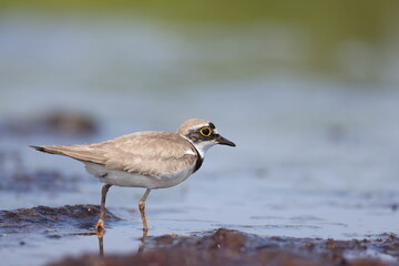 Little ringed plover