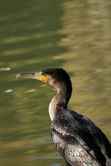 Great cormorant