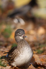 female mandarin duck