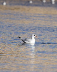 Black-headed gull