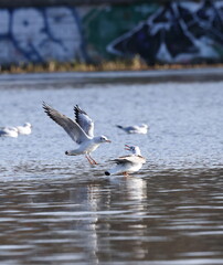 Black-headed gull