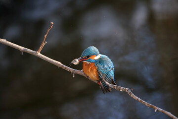 Common kingfisher with fish