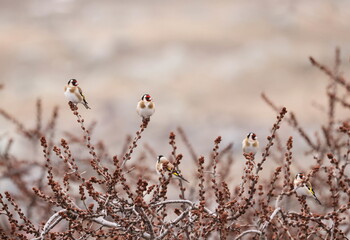 a group of European goldfinch resting