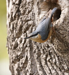 Eurasian nuthatch
