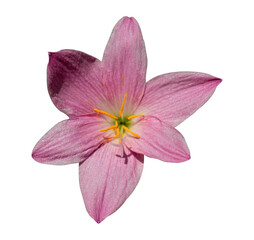 Pink rain lily flower isolated on transparent background, PNG File