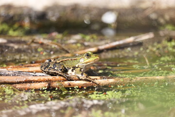 common water frog