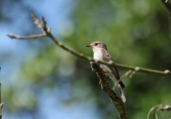 Spotted flycatcher