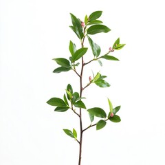 Obraz premium rose myrtle plant on white background. plant is isolated,generative ai