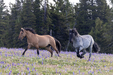 Wild Horse Stallions in the Pryor Mountains Montana in Summer