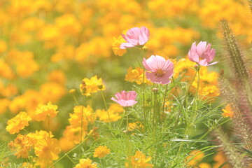 キバナコスモスの花畑に咲くピンクの花