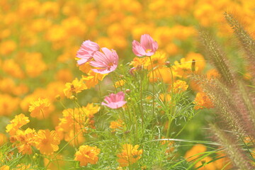 キバナコスモスの花畑に咲くピンクの花