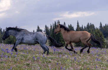 Fototapeta premium Wild Horse Stallions in the Pryor Mountains Montana in Summer