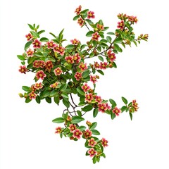 Obraz premium Shrub with small red and yellow flowers, green leaves on a white background, cut out as a PNG file with a transparent background. generative ai