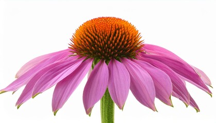 eastern purple coneflower echinacea purpurea blossom isolated on white background