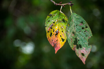 autumn leaves on a green background