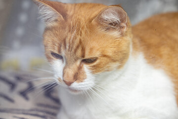 Ginger and white cat relaxing on blanket, looking down