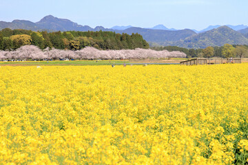 満開の菜の花畑と桜並木
