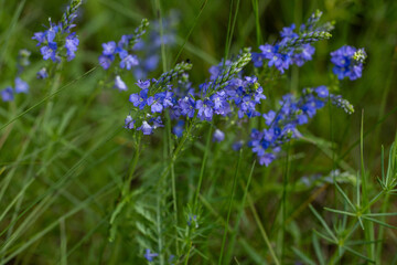 Veronica spicata blooming in green grass meadow