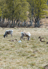 Grazing Reindeer Family in Femundsmarka National Park, Norway