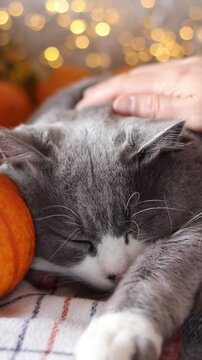 Female hand is petting a cat while sleeping and purring on cosy bed with pumpkin and warm blanket with bokeh light background. Vertical video. Close-up.