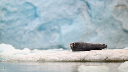 Bearded seal (Erignathus barbatus) on ice in front of glacier