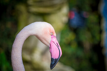 Closeup shot of Greater Flamingo, Phoenicopterus roseus, with blurry background.