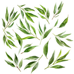 A watercolor of a set of willow leaves, isolated on a white background. Willow leaves vector.