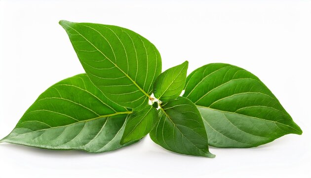 patola trichosanthes dioica ayurveda herb natural medicinal remedy ingredient isolated on a white background