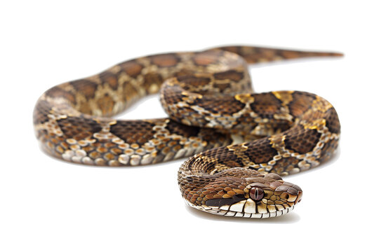 snake on white background