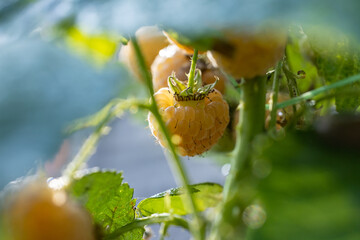 Golden raspberries growing on a sunny day