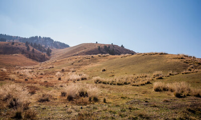 Autumnal grassland on gently rolling hills with sparse trees, leading to a hazy, forested mountain backdrop under a soft blue sky.