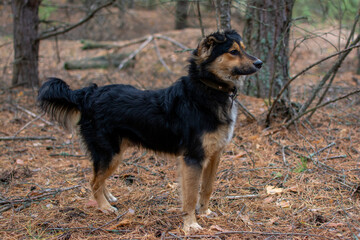 a black dog on a walk in the forest