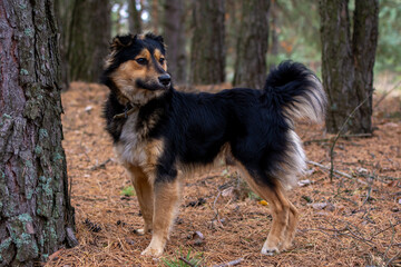 a black dog on a walk in the forest