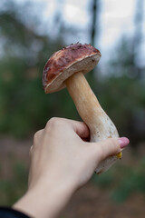 mushrooms in the forest