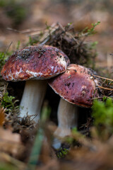 two porcini mushrooms in the forest