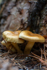 mushrooms in the forest
