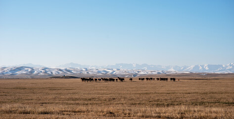Fototapeta premium A tranquil expanse of golden grassland stretches towards snow-capped mountain peaks under a clear blue sky, herd of horses grazing peacefully, embodying the serene essence of a pastoral landscape.