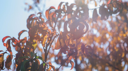 Backlit by the sun, the close-up of peachy autumn leaves creates a luminous, intimate portrait of fall in a tranquil orchard, their edges highlighted against a soft, bokeh backdrop.